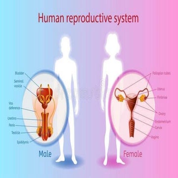 Human reproductive system BY Manoj Dhital(M.Sc Medical Microbiology))