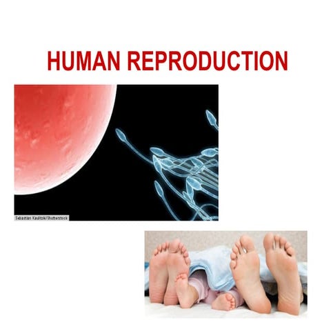 Human reproductive systems 1