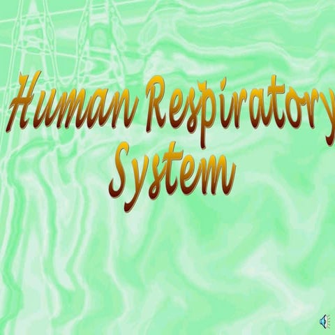 Human respiratory system
