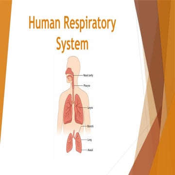 Respiratory System - Unit-2 of Anatomy & Physiology for Nursing ...