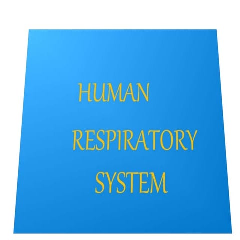 Human respiratory system 