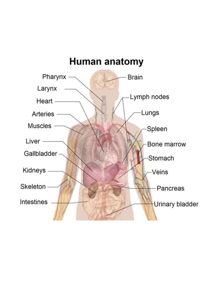 Parts of Humans anatomy