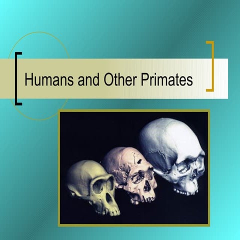 Humans and other primates