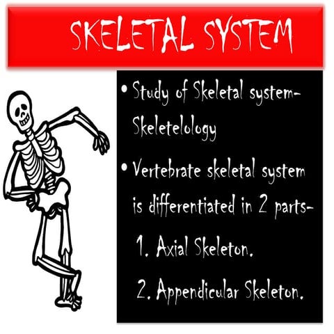 Human Skeletal System