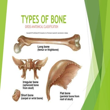 Human skeleton and types of bones