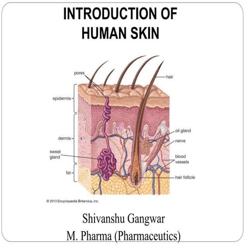 Introduction of Human skin | PPTX