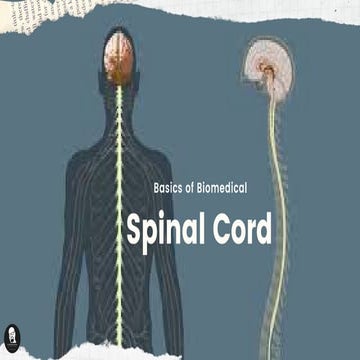 Human spinal cord - Structure and Functions