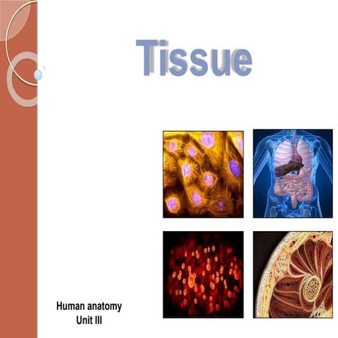 human tissue.pdf.........................