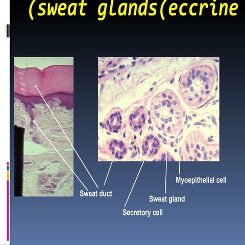 Histology (Skin) - Part 2