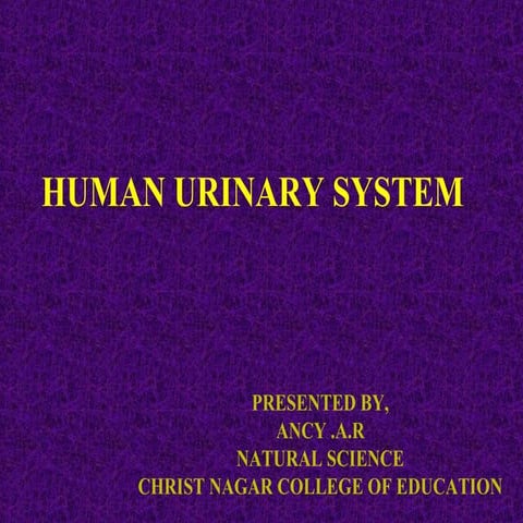 Human urinary system