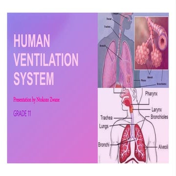 Human ventilation system repurposed presentation