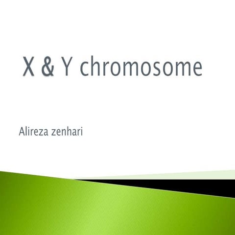 Human y chromosome