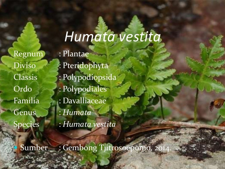 Humata vestita