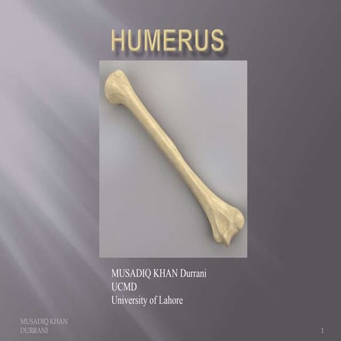 Humerus Bone and attachments 