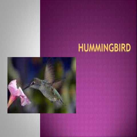 Humming bird | PDF
