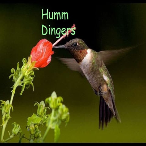 Hummingbirds