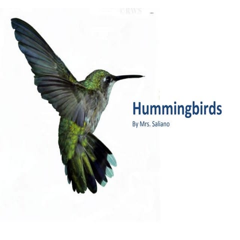 Hummingbirds | PPT