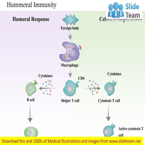 Humoral immunity medical images for power point