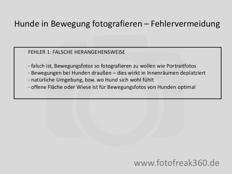 Hunde In Bewegung Fotografieren Die Grossten Fehler Vermeiden Fotof