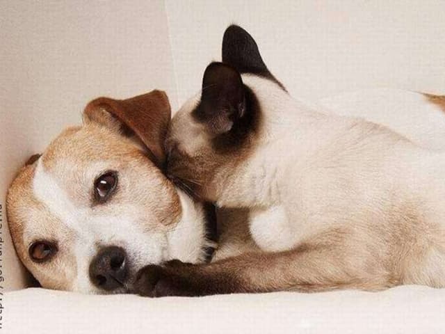 Hund+Katze