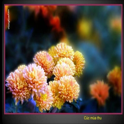 Huong Kieu Loan=pps=hoa cuoi thu nhu tuoi cuoi doi (57 photos -pw)