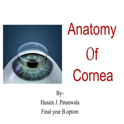 Anatomy Of  Cornea