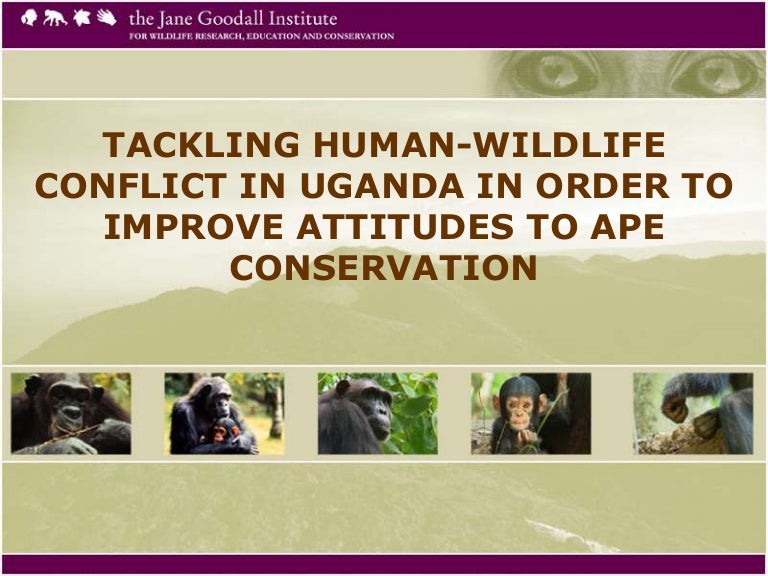 thumbnail of  Tackling Human-Wildlife Conflict In Uganda In Order To Improve Attitudes To Ape Conservation