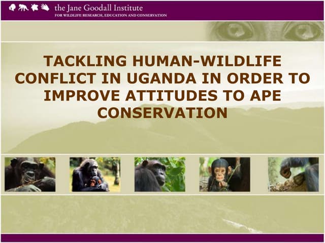 Tackling Human-Wildlife Conflict In Uganda In Order To Improve Attitudes To Ape Conservation
