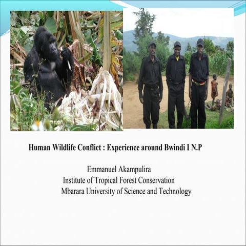 Human Wildlife Conflict: Experience around Bwindi Impenetrable National Park