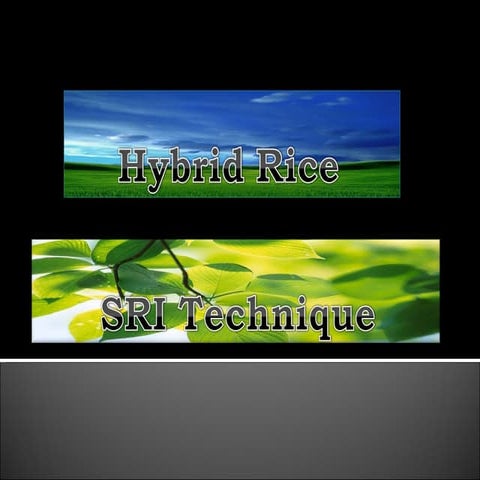 Hybrid Rice