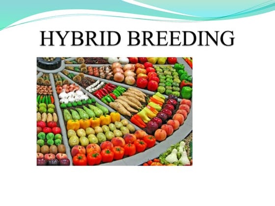 Hybridization Techniques in Crop Improvement | PDF