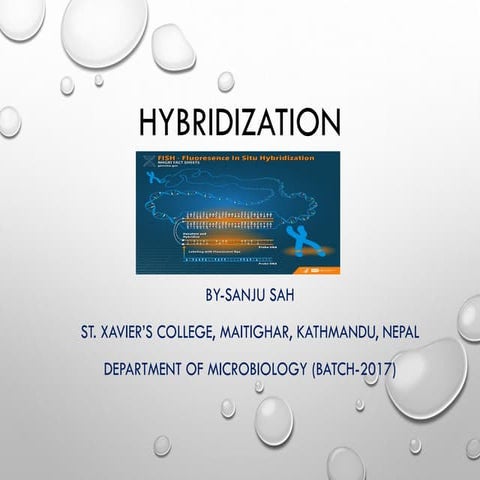 Hybridization presentation