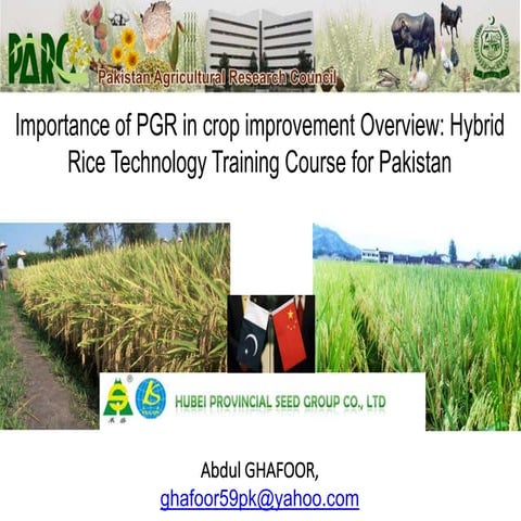 Hybrid rice development in pakistan