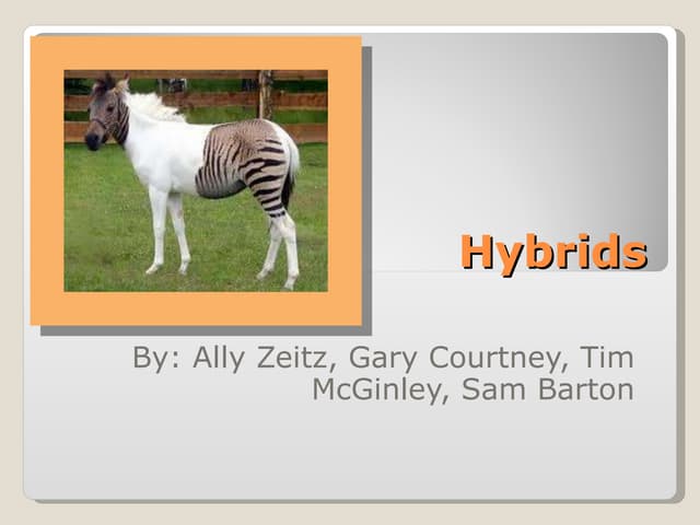 What I Learned From Comparing Hybrids Side-by-Side - Featured Image