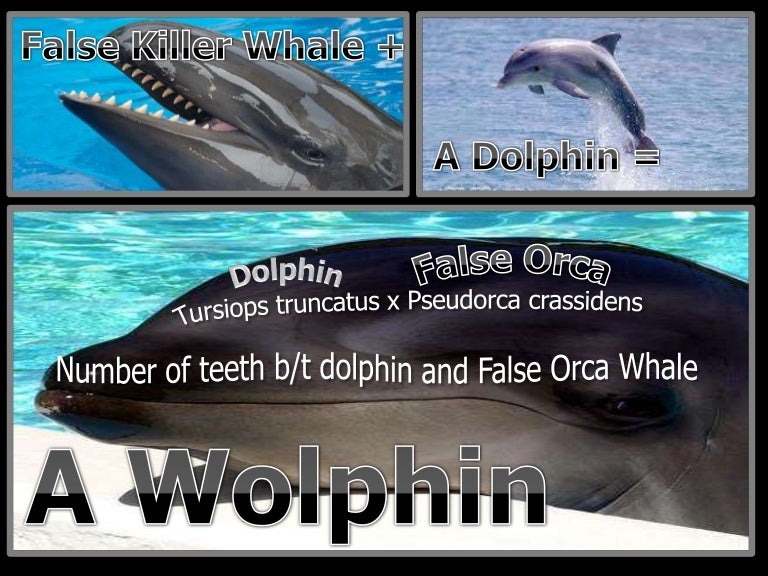 Animal Hybrids Lesson PowerPoint, Taxonomy and Classification, Biology