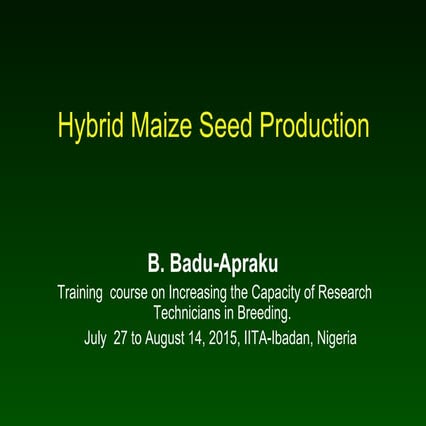 Hybrid Maize seed Production