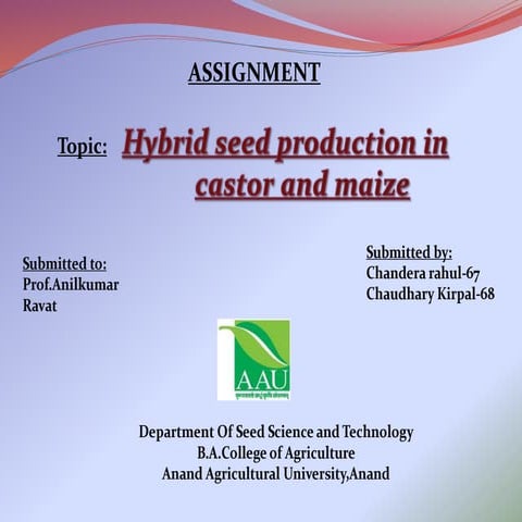 Hybrid seed production of castor and maize