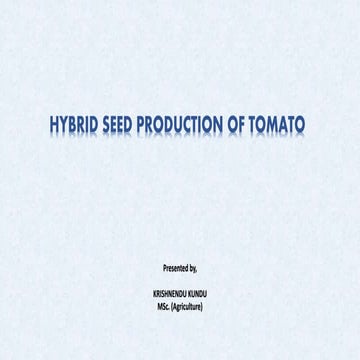 Hybrid seed production of tomato