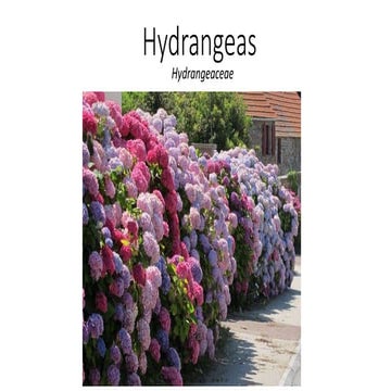 Hydrangeas
