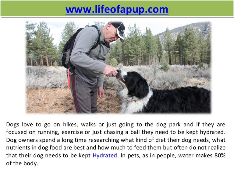 dog hydration pack