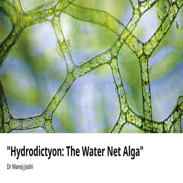 hydrocution The Water Net Alga coenobium