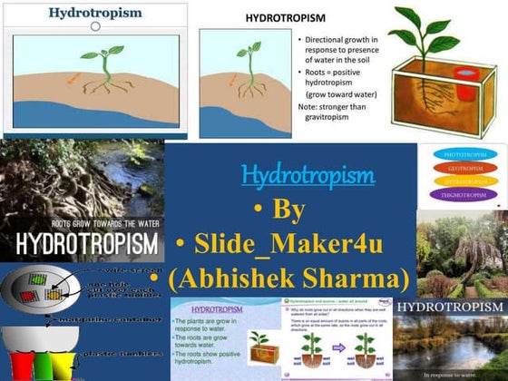 My plant words a study guide | PDF