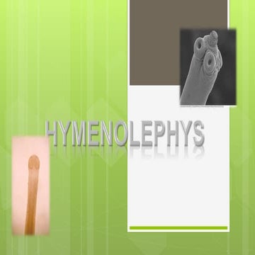 Hymenolephys: Nana y Diminuta