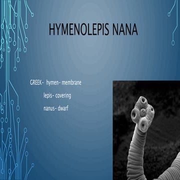 Hymenolepis nana