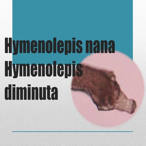 Hymenolepis nana y diminuta