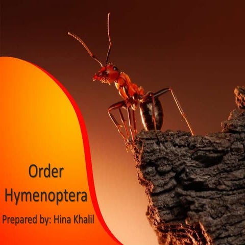 Insect morphology | PDF