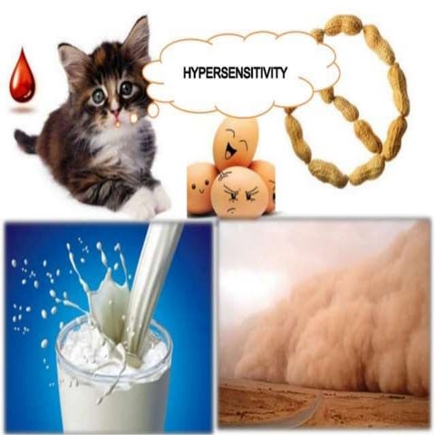 Hypersensitivity Reactions