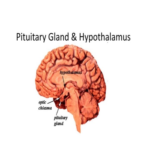 hypothalamus-and-pituitary-hormones.pptx