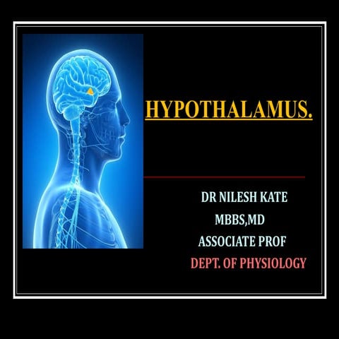 Hypothalamus (2)