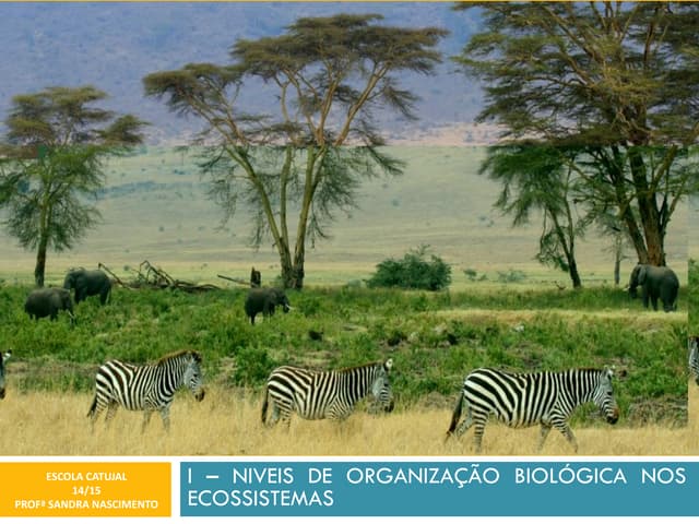 I - NÍVEIS DE ORGANIZAÇÃO BIOLÓGICA